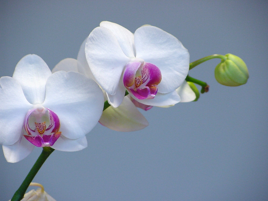Attēlu rezultāti vaicājumam “orchid”